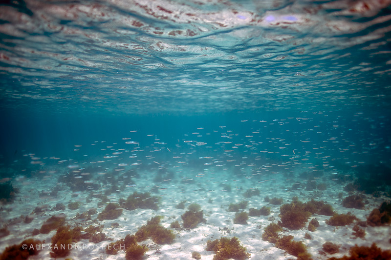 -Mauritius-Le-Morne-fish-flock-underwater