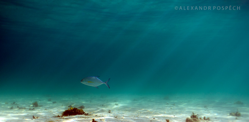 -Mauritius-fish