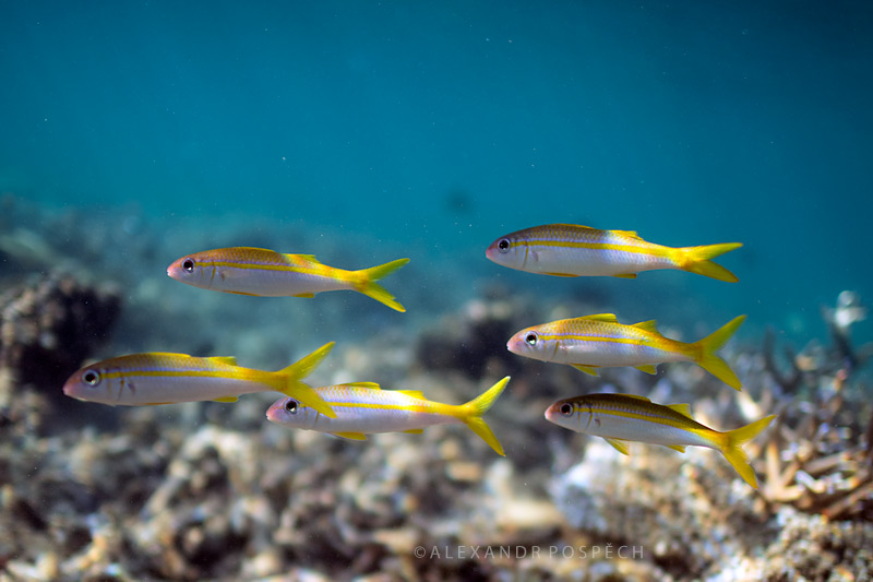 -Mauritius-Coral-Reef-fish-flock