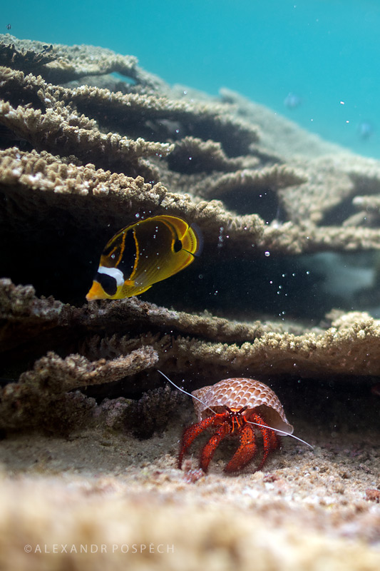 -Mauritius-Coral-Reef-Hermit-crab