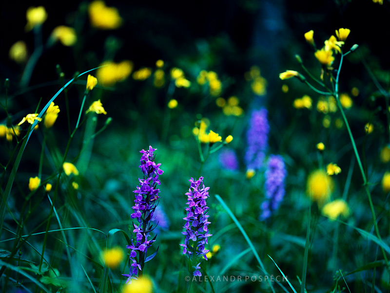 Orchid-Meadow-in-the-Night