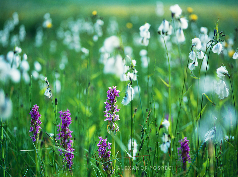 -Orchid-meadow-Eriophorum-cotton-grass