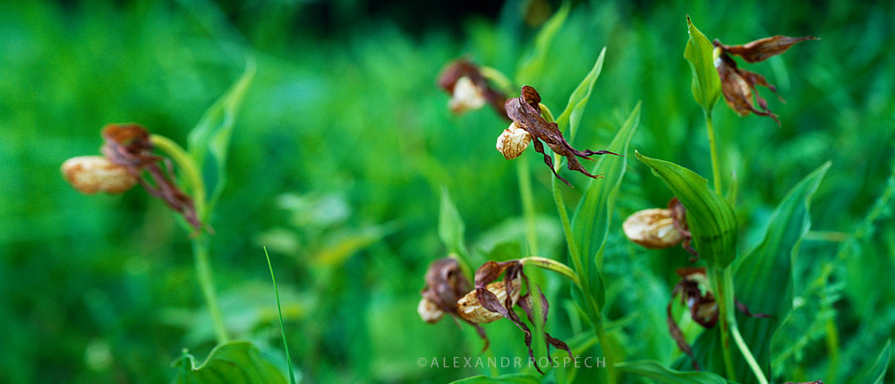 09 Cypripedium-calceolus--lady's-slipper-orchid