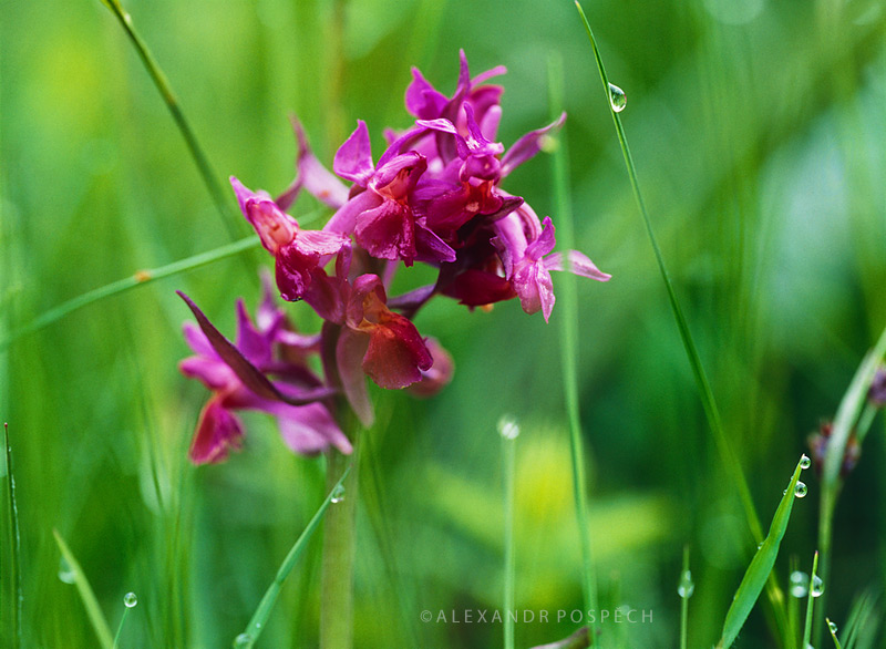 -Elder-flowered-Orchid-Dactylorhiza-sambucina-dew