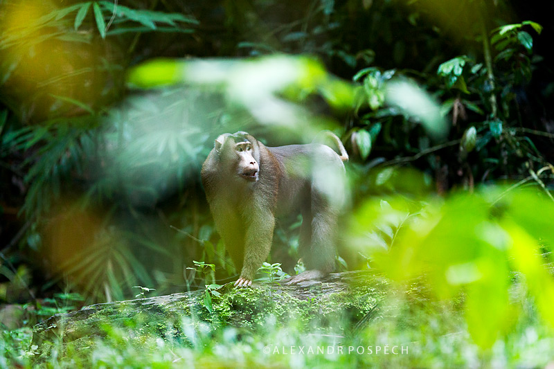 -Pig-tailed-macaque-Borneo-rainforest-Indonesia