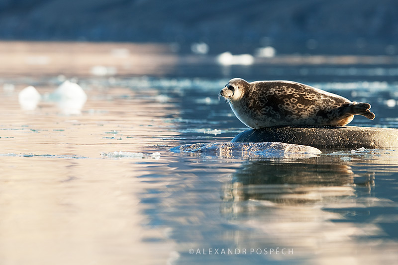-Ringed-Seal-Svalbard-Arctic