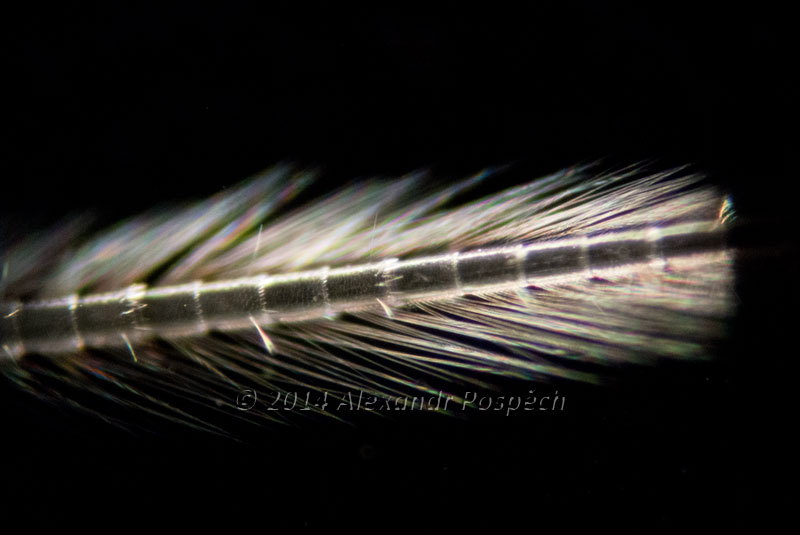 bristles Darkfield
