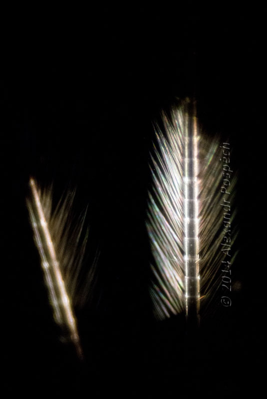 bristles Darkfield