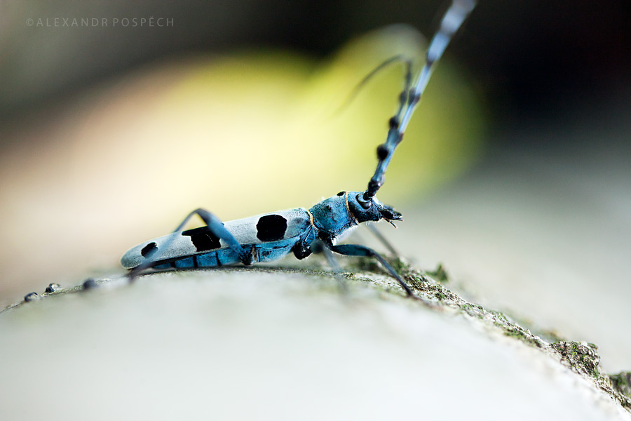Rosalia Longicorn Alpina Tesarik alpsky