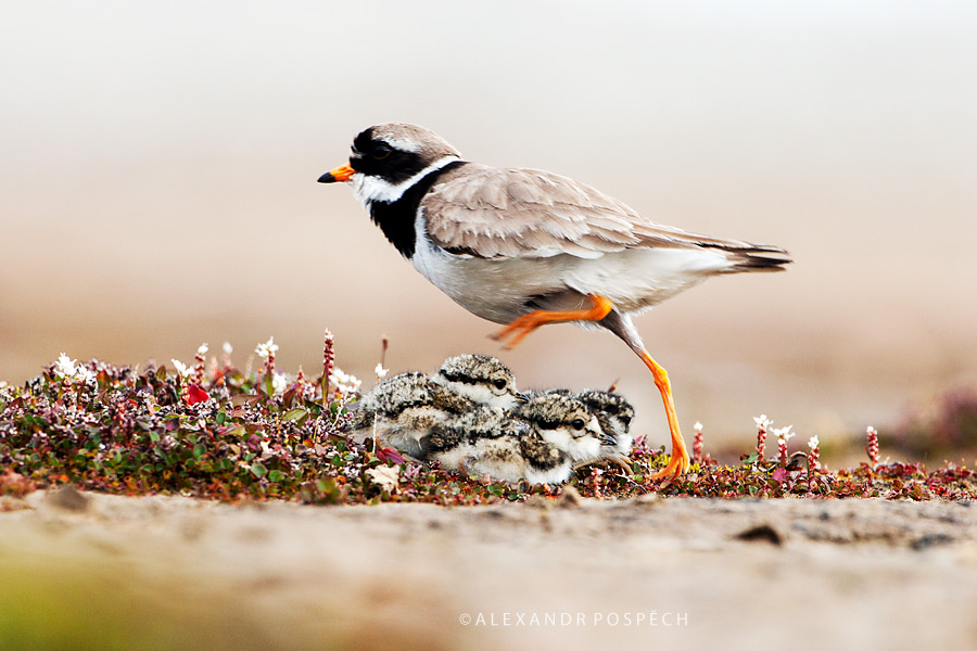 Ringed Plover family Svalbard Arctic