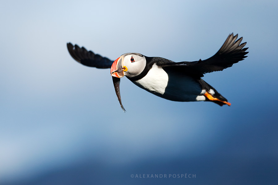 Atlantic Puffin fish Svalbard Arctic